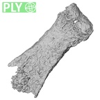 Pav3-p Homo sapiens hand phalanx fifth proximal right ply
