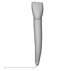 Pav5-1 Homo sapiens LRI1 labial