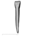 Pav5-1 Homo sapiens LRI1 lingual