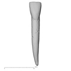 Pav5-2 Homo sapiens LLI1 labial