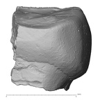 Pav6-1 Homo sapiens ULDM1 lingual