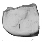Pav6-1 Homo sapiens ULDM1 occlusal