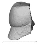 Pav6-1 Homo sapiens ULDM1 lingual