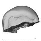 Pav6-1 H. sapiens ULDM1 2