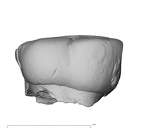 Pav6-2 Homo sapiens ULDM2 lingual