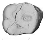 Pav6-2 Homo sapiens ULDM2 occlusal
