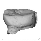 Pav7-1 Homo sapiens LLDM2 lingual