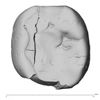 Pav7-1 H. sapiens LLDM2