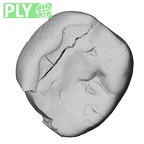 Pav7-1 Homo sapiens LLDM2 ply