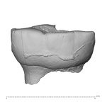 Pav8-1 Homo sapiens LRDM2 buccal