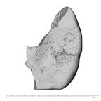 Pav8-1 Homo sapiens LRDM2 occlusal