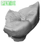 Pav8-1 Homo sapiens LRDM2 ply