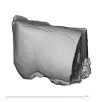 Pav8-1 Homo sapiens LRDM2 lingual