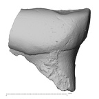 Pav8-1 Homo sapiens LRDM2 lingual