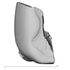 Pav8-1 H. sapiens LRDM2 3