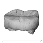 Pav9-1 Homo sapiens LRDM2 buccal