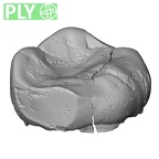 Pav9-1 Homo sapiens LRDM2 ply