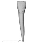 Pavlov30-11-I Homo sapiens incisor labial