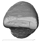 Pavlov30-11-I Homo sapiens incisor occlusal