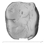 Pavlov32 Homo sapiens LM occlusal
