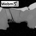 Pavlov32 Homo sapiens LM ct stack movie