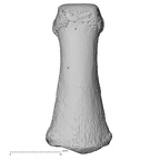 Pavlov33-1956 Homo sapiens hand phalanx middle dorsal