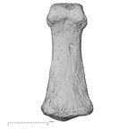 Pavlov33-1956 Homo sapiens hand phalanx middle palmar