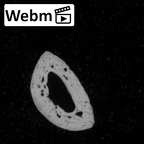 Pavlov33-1956 Homo sapiens hand phalanx middle ct stack movie
