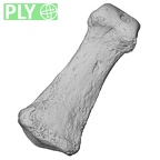 Pavlov33-1956 Homo sapiens hand phalanx middle ply