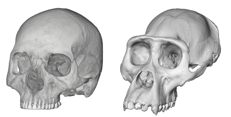 human fossils