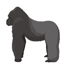 Gorilla