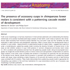 Skinner M. M. Gunz P. 2010 The presence of accessory cusps in chimpanzee lower molars is consistent with a patterning cascade model