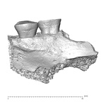 EQ-H71-33 Homo sapiens partial mandible lateral