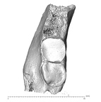 EQ-H71-33 Homo sapiens partial mandible superior