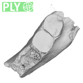 EQ-H71-33 Homo sapiens partial mandible ply