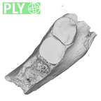 EQ-H71-33 Homo sapiens partial mandible ply