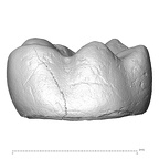 EQ-H8 Homo sapiens lower molar buccal