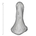 Arene Candide 2 Homo sapiens hand left fifth distal phalanx dorsal