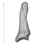 Arene Candide 2 Homo sapiens hand left fifth distal phalanx lateral