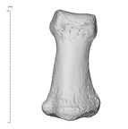 Arene Candide 2 Homo sapiens hand left fifth intermediate phalanx dorsal