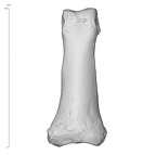 Arene Candide 2 Homo sapiens hand left fifth proximal phalanx dorsal