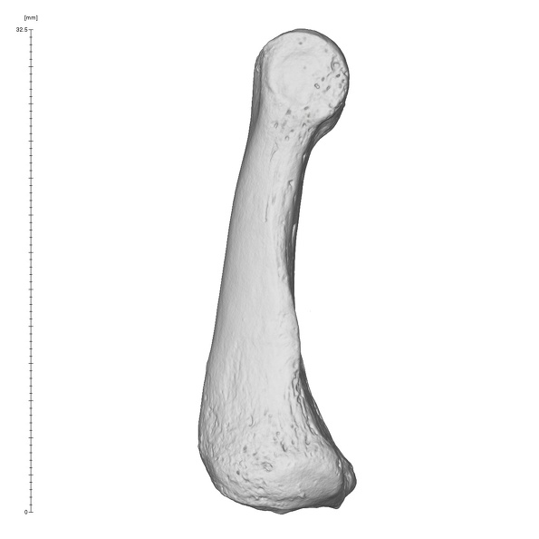 Arene Candide 2 Homo sapiens hand left fifth proximal phalanx lateral