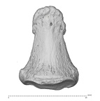 Arene Candide 2 Homo sapiens hand left first distal phalanx dorsal