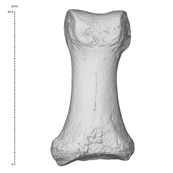 Arene Candide 2 Homo sapiens hand left first proximal phalanx dorsal