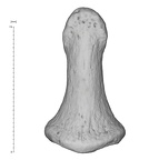 Arene Candide 2 Homo sapiens hand left fourth distal phalanx dorsal