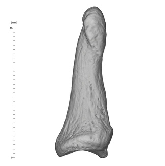 Arene Candide 2 Homo sapiens hand left fourth distal phalanx lateral