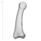 Arene Candide 2 Homo sapiens hand left fourth intermediate phalanx lateral