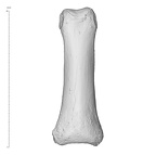 Arene Candide 2 Homo sapiens hand left fourth proximal phalanx dorsal