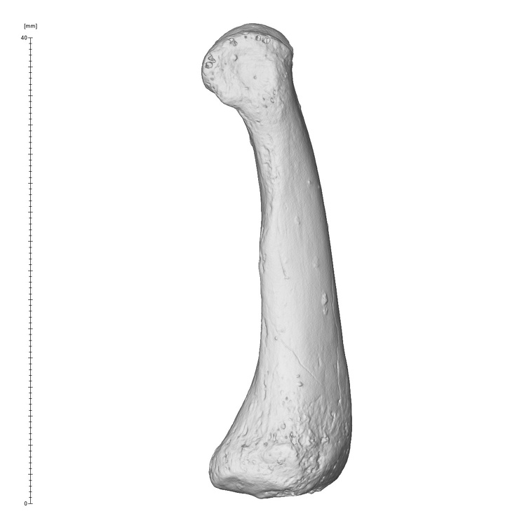 Arene Candide 2 Homo sapiens hand left fourth proximal phalanx medial