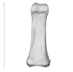 Arene Candide 2 Homo sapiens hand left fourth proximal phalanx palmar